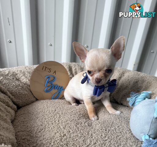 Pedigree Chihuahua Pups
