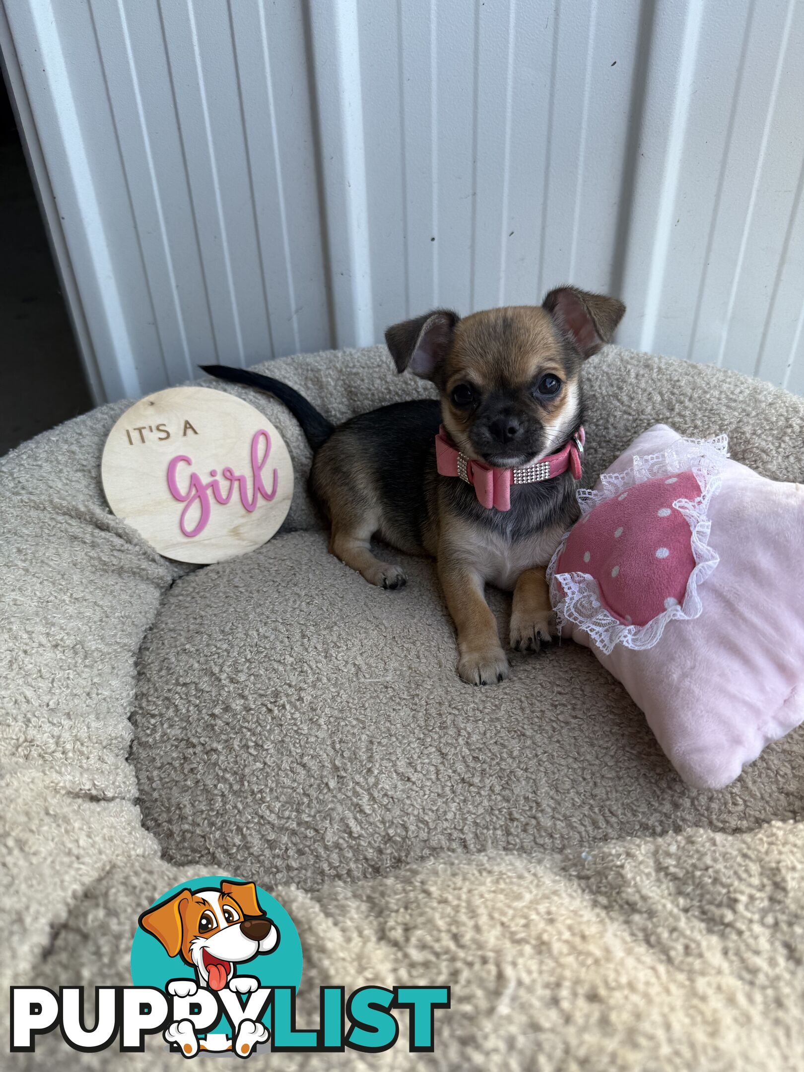 Pedigree Chihuahua Pups