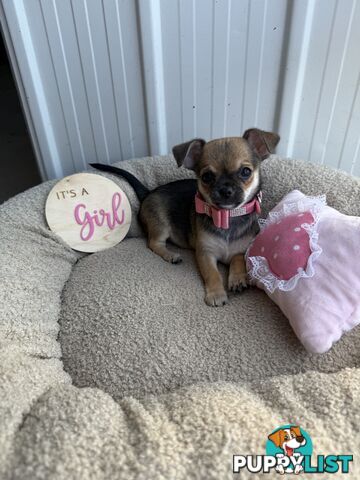 Pedigree Chihuahua Pups