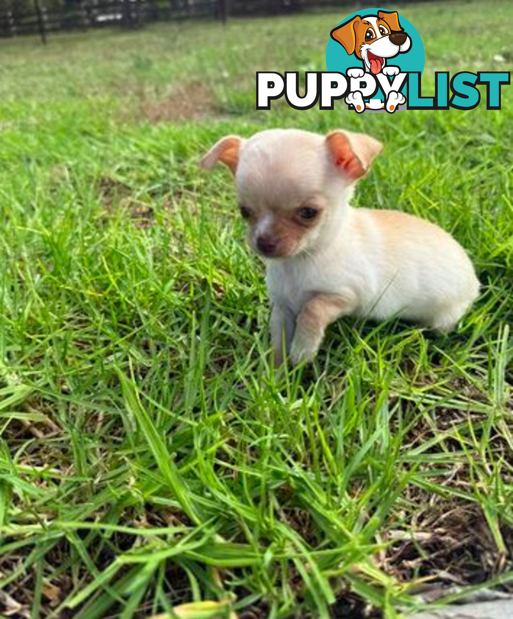 Pedigree Chihuahua Pups