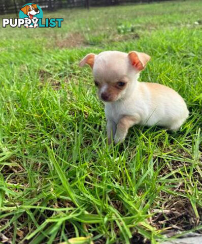 Pedigree Chihuahua Pups