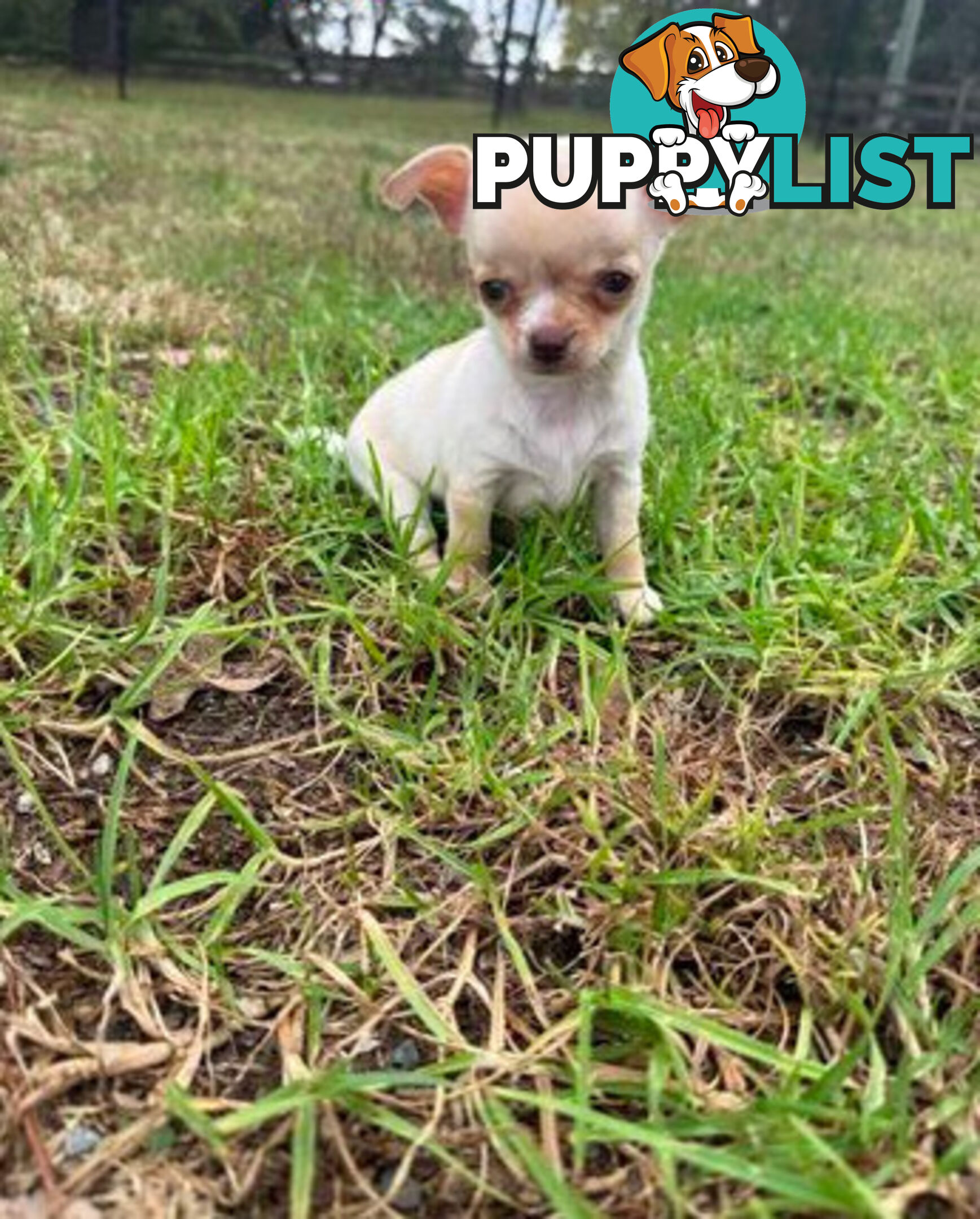 Pedigree Chihuahua Pups