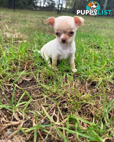 Pedigree Chihuahua Pups