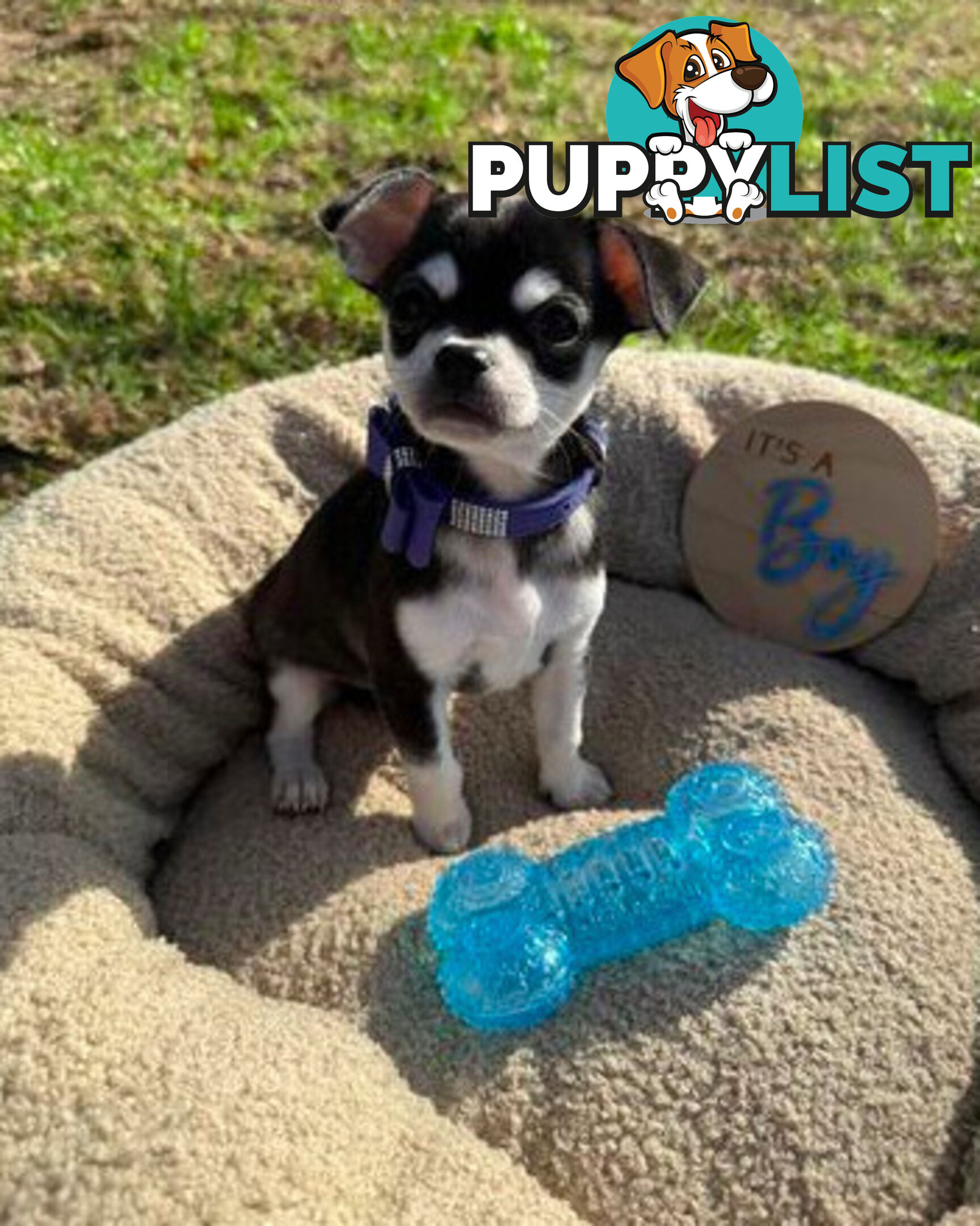 Pedigree Chihuahua Pups