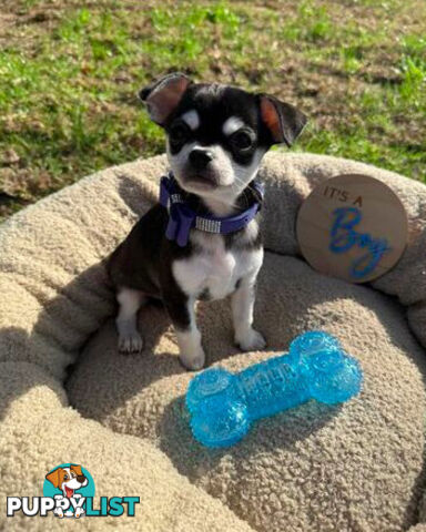 Pedigree Chihuahua Pups