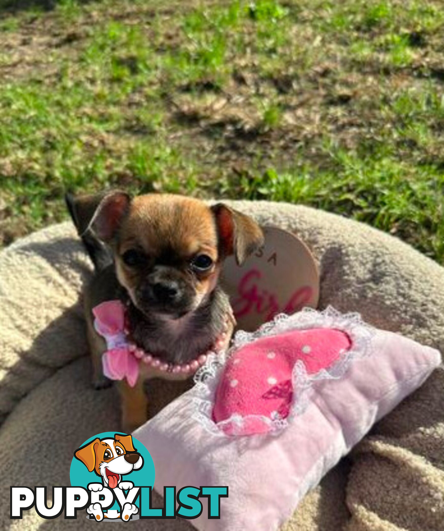 Pedigree Chihuahua Pups
