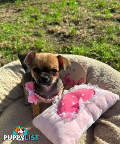 Pedigree Chihuahua Pups