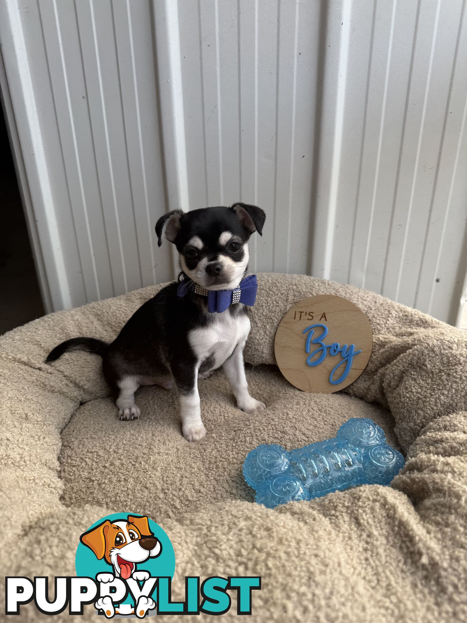 Pedigree Chihuahua Pups