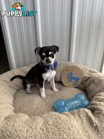 Pedigree Chihuahua Pups
