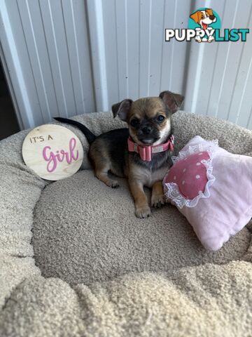 Pedigree Chihuahua Pups