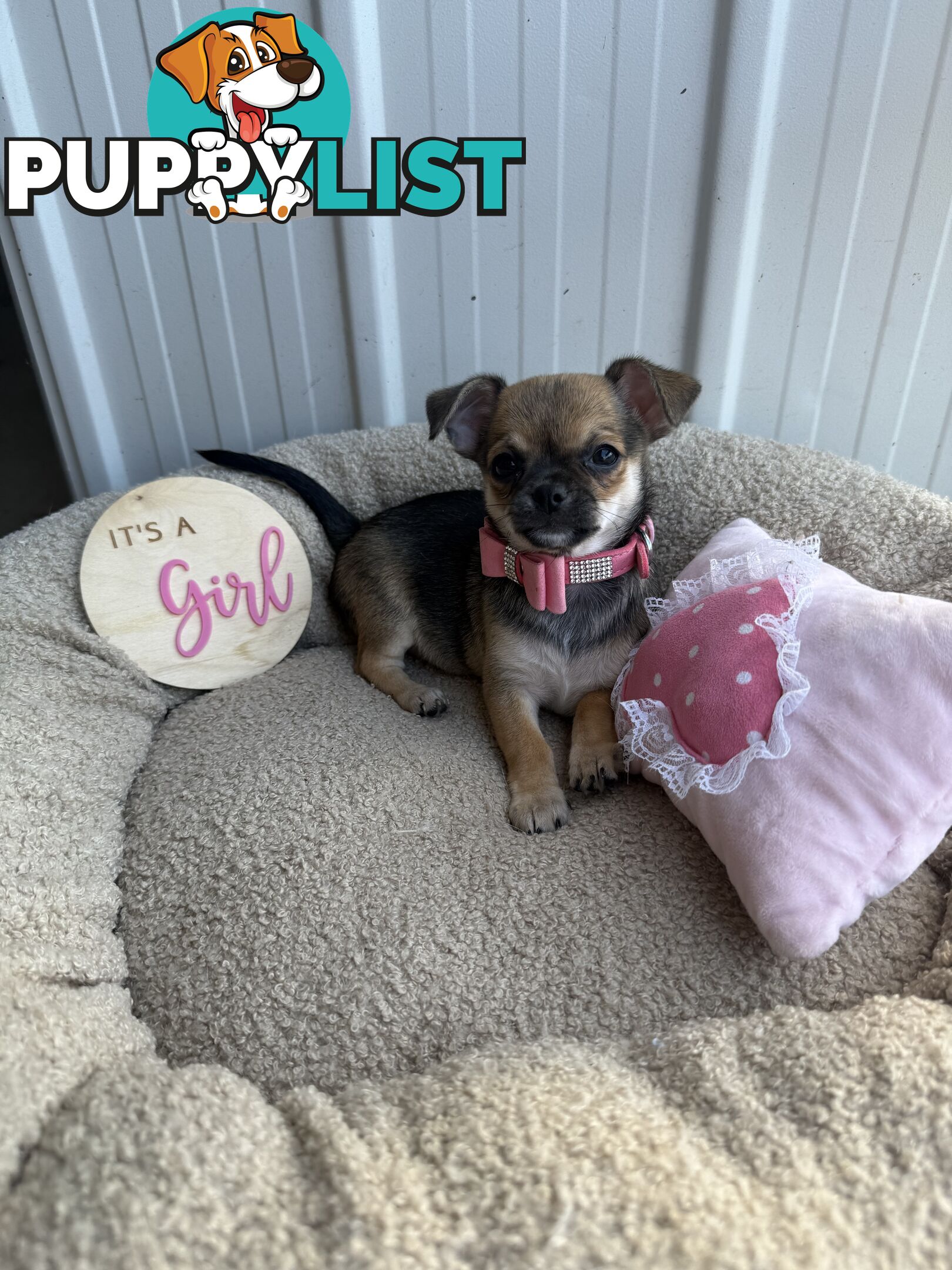 Pedigree Chihuahua Pups