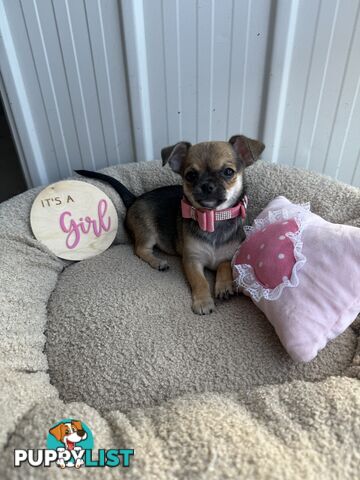 Pedigree Chihuahua Pups