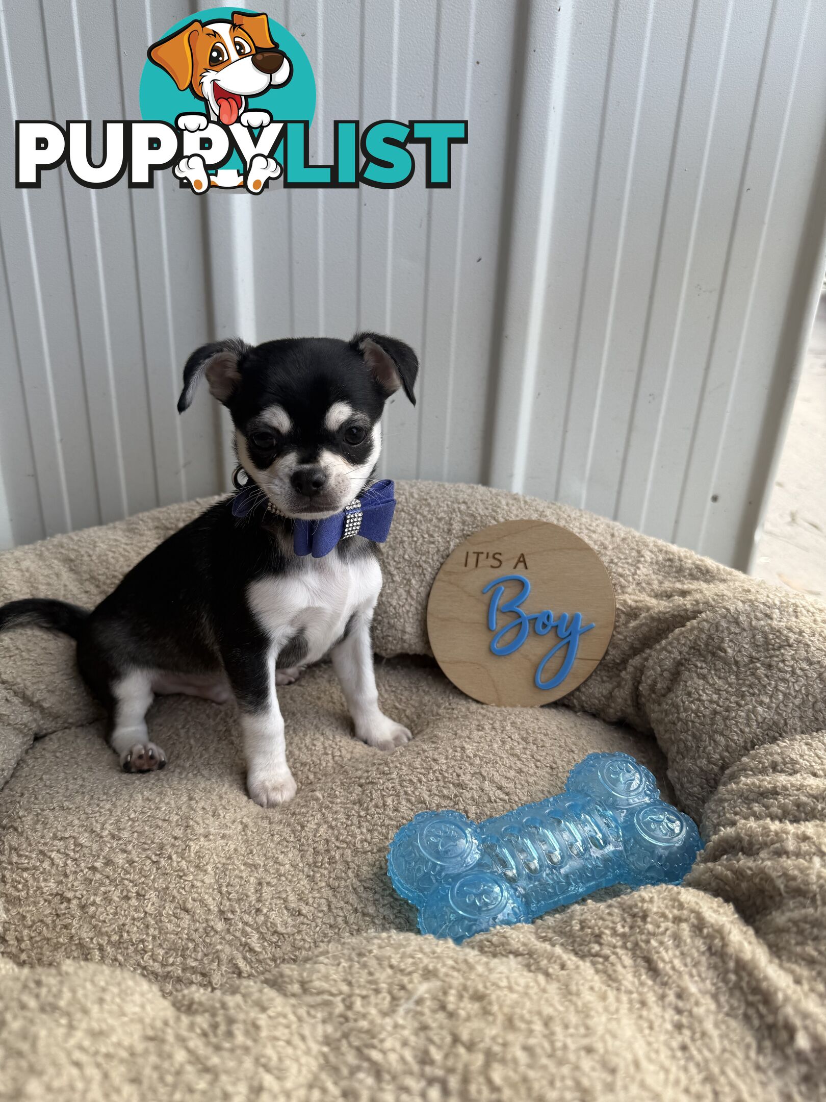 Pedigree Chihuahua Pups