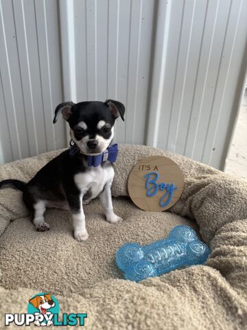 Pedigree Chihuahua Pups
