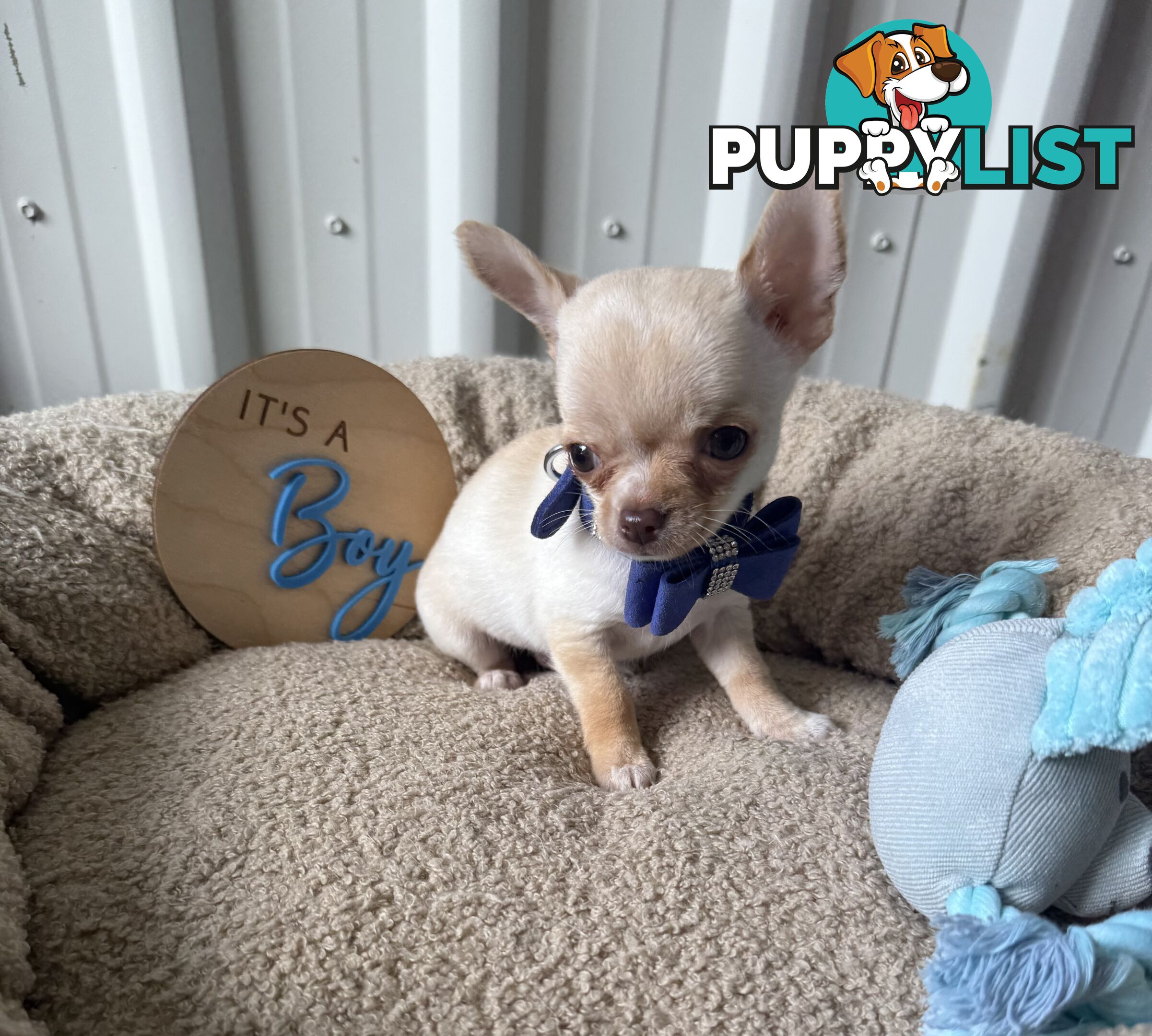 Pedigree Chihuahua Pups