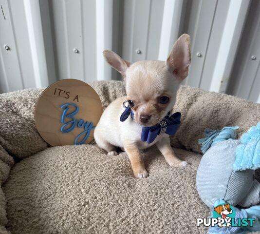Pedigree Chihuahua Pups