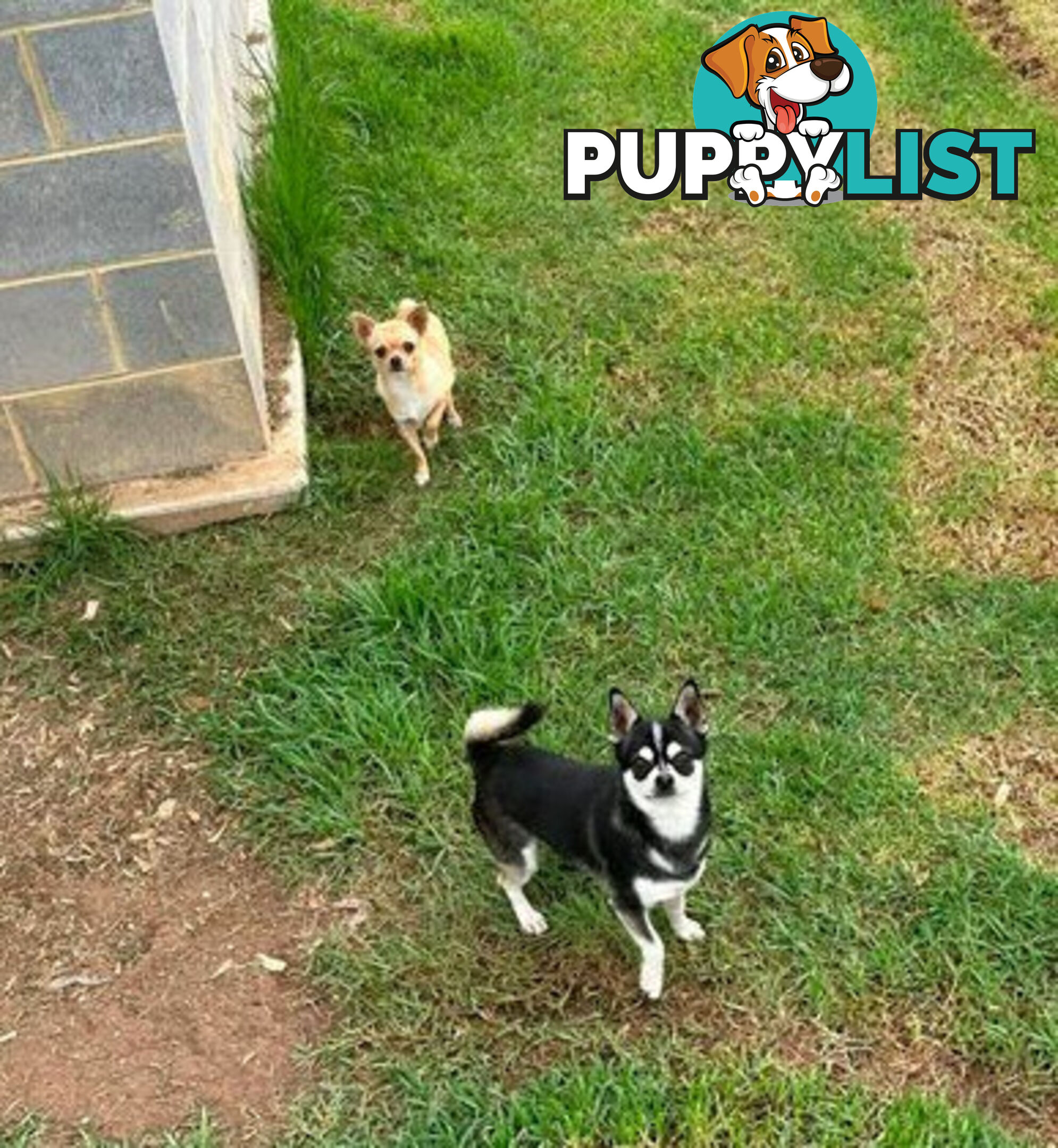 Pedigree Chihuahua Pups