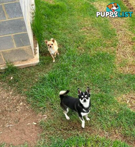 Pedigree Chihuahua Pups