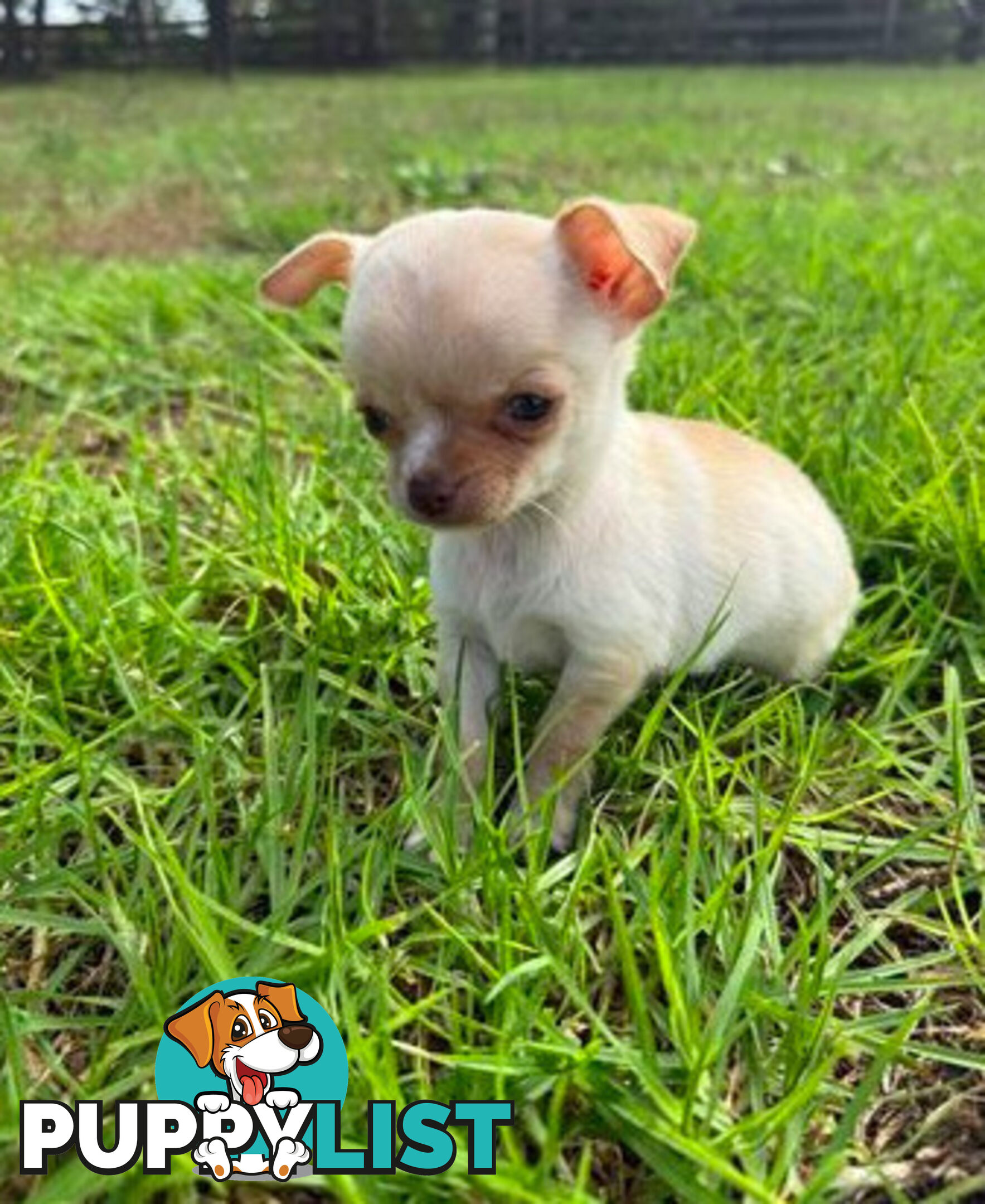 Pedigree Chihuahua Pups