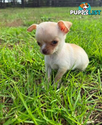 Pedigree Chihuahua Pups