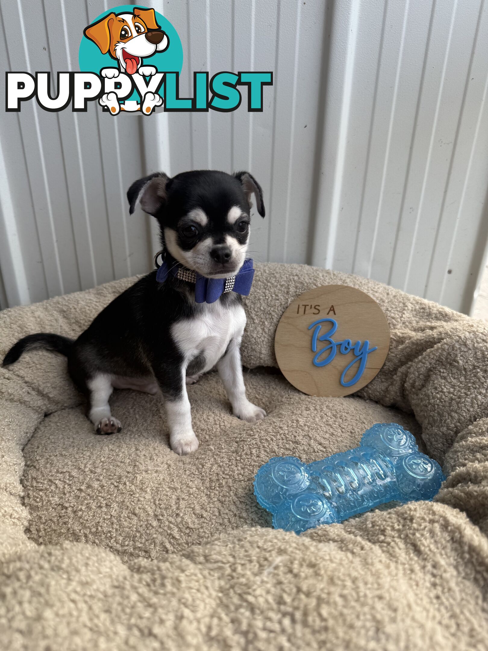 Pedigree Chihuahua Pups