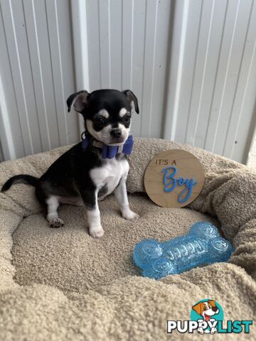 Pedigree Chihuahua Pups