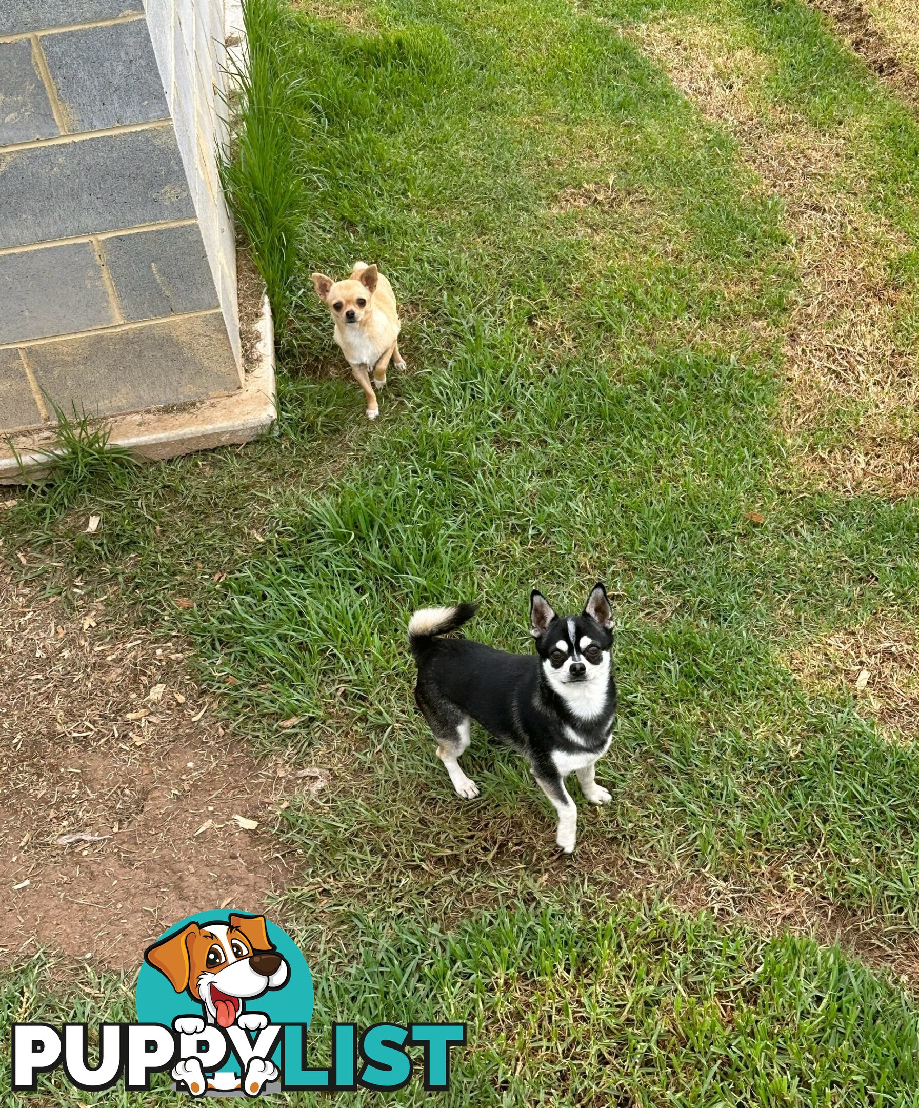 Purebred Chihuahua Pups