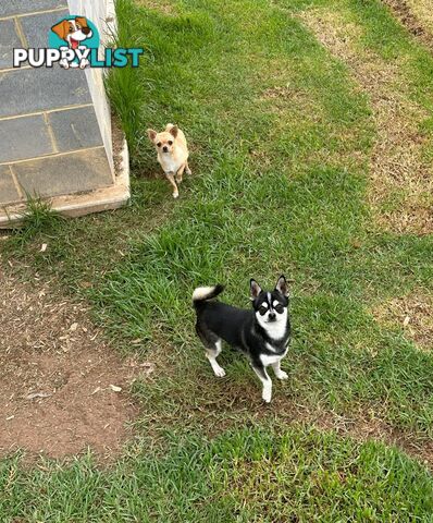 Purebred Chihuahua Pups