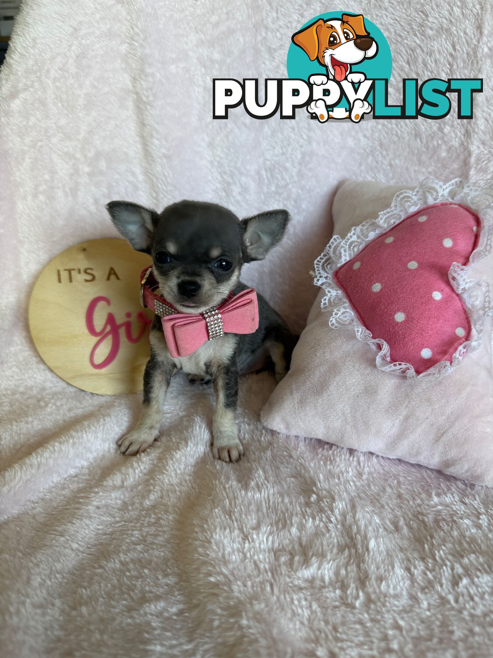 Purebred Chihuahua Pups