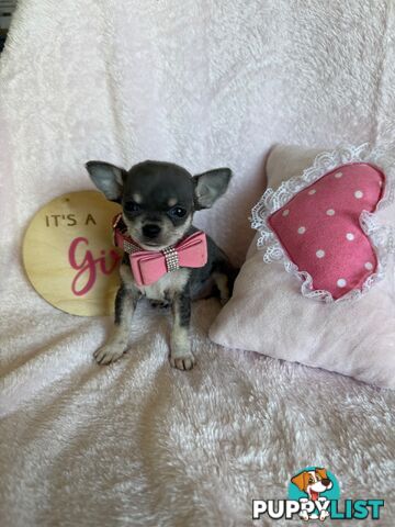 Purebred Chihuahua Pups