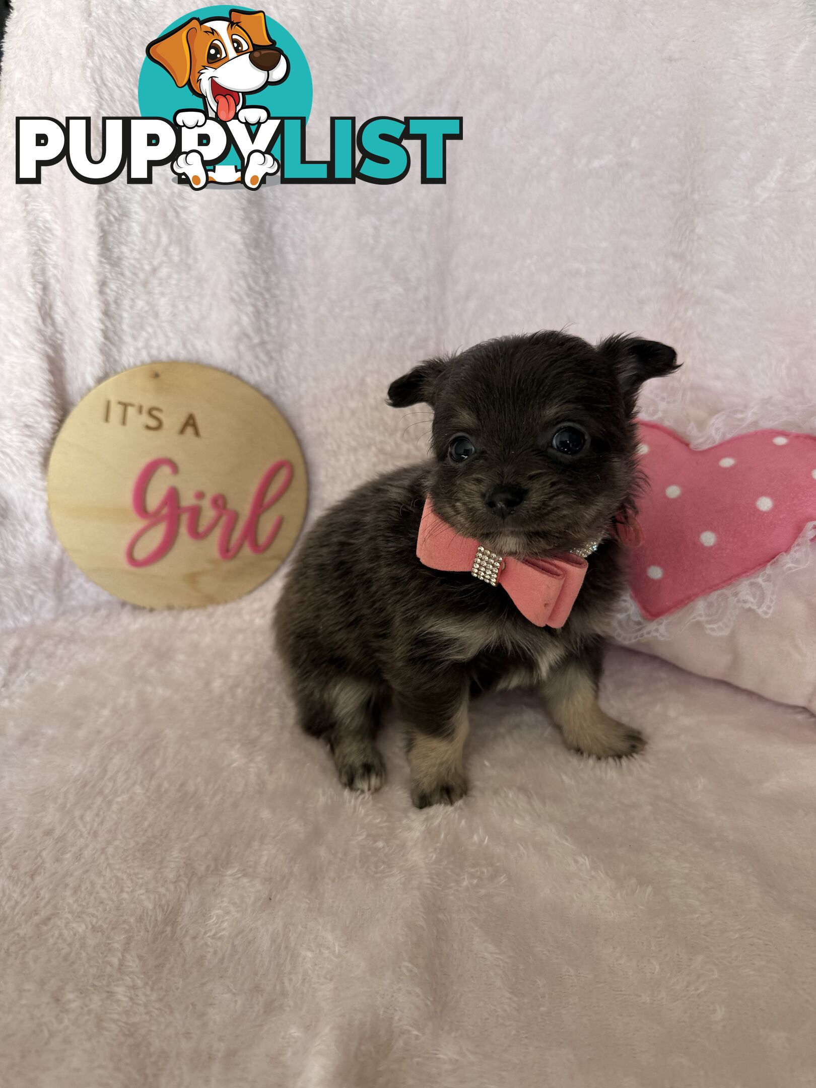 Purebred Chihuahua Pups