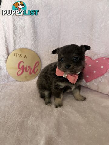 Purebred Chihuahua Pups
