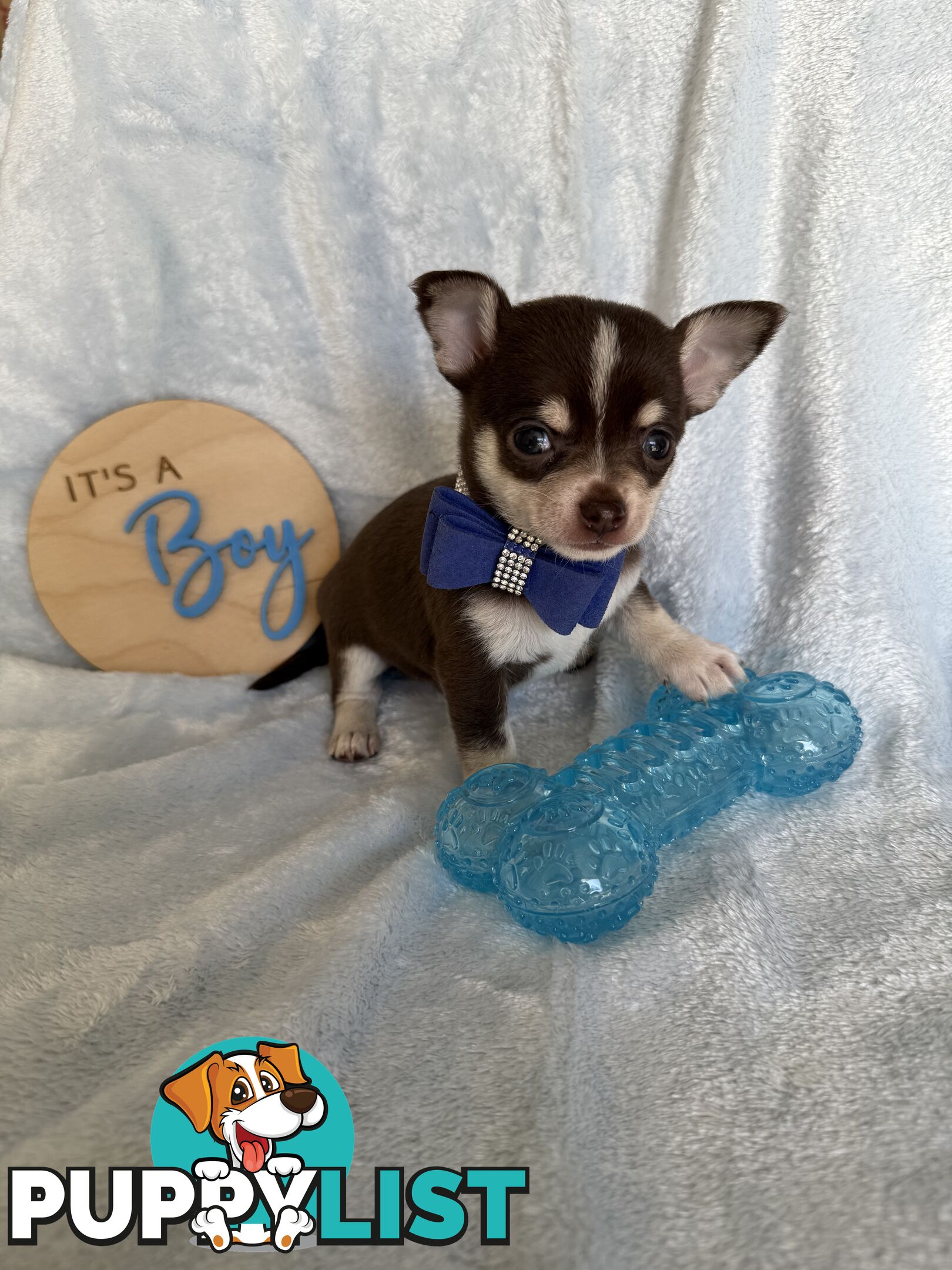 Purebred Chihuahua Pups
