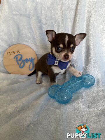 Purebred Chihuahua Pups