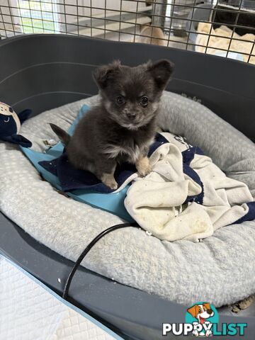 Purebred Chihuahua Pups