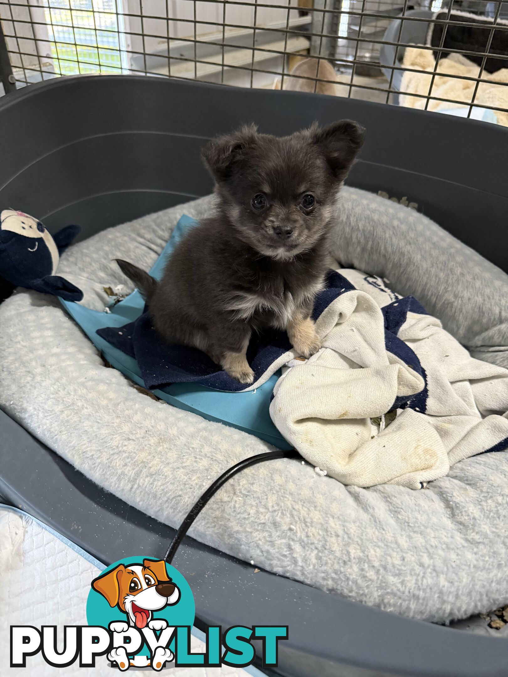 Purebred Chihuahua Pups