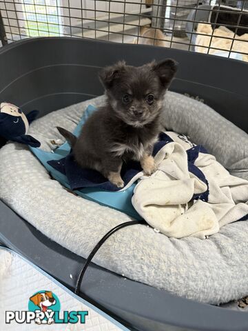 Purebred Chihuahua Pups