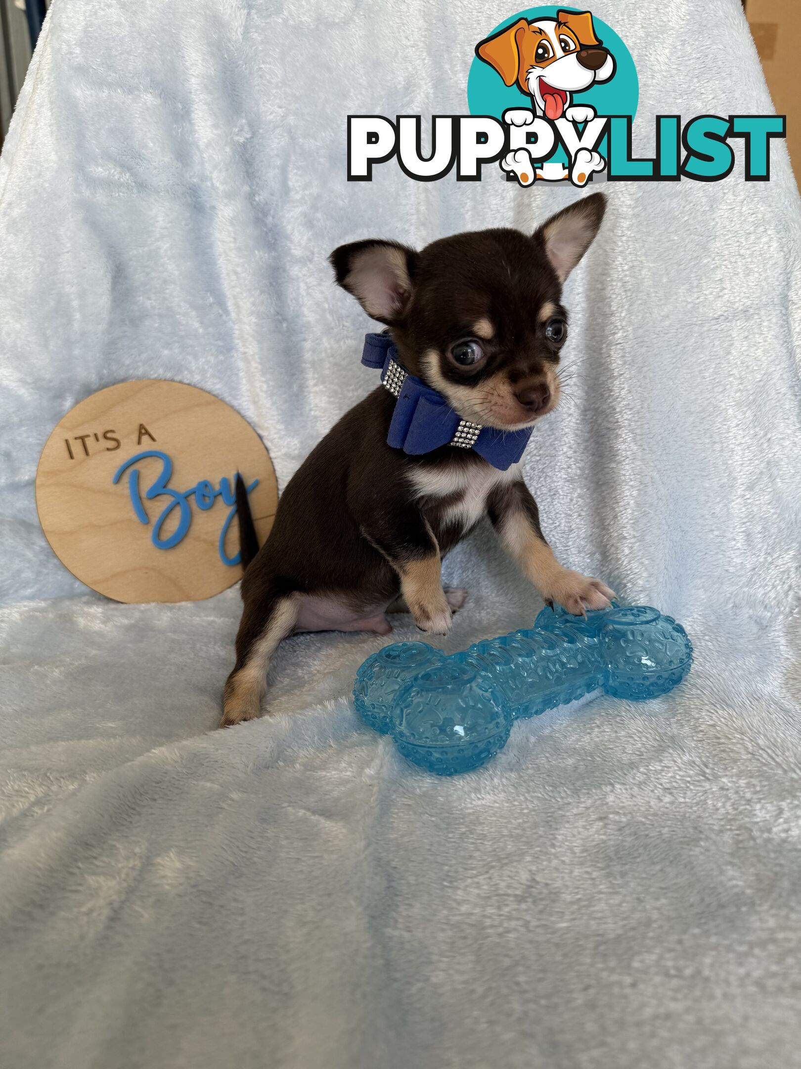Purebred Chihuahua Pups