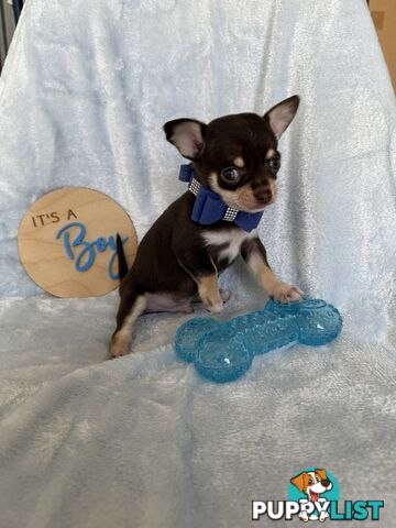 Purebred Chihuahua Pups