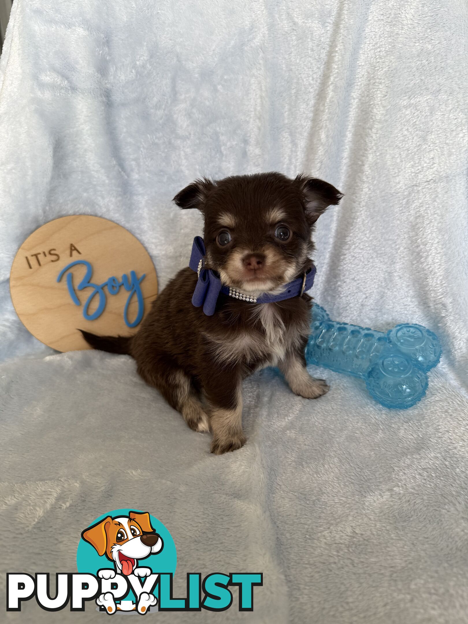 Purebred Chihuahua Pups