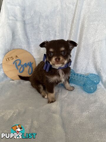 Purebred Chihuahua Pups