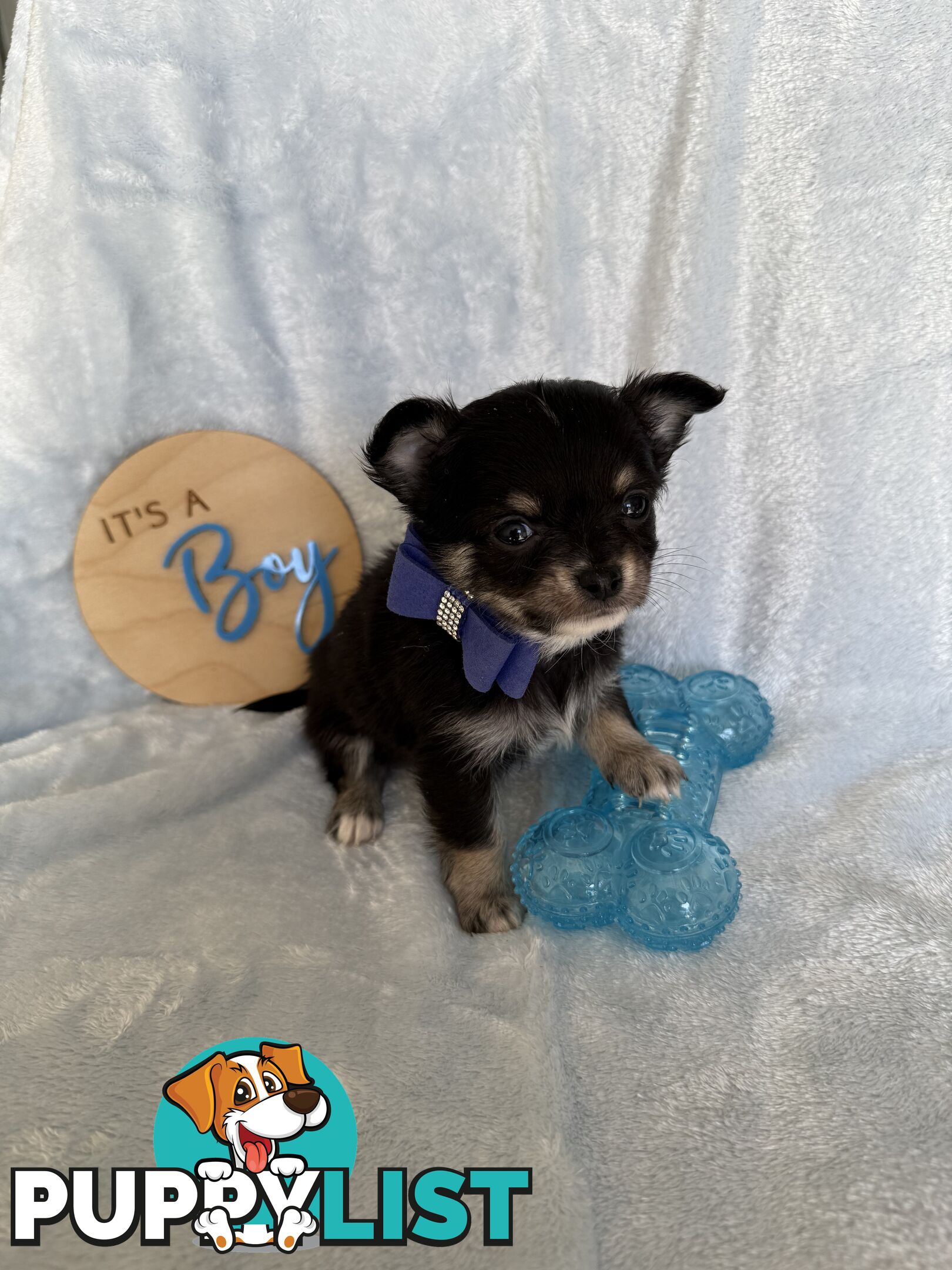 Purebred Chihuahua Pups