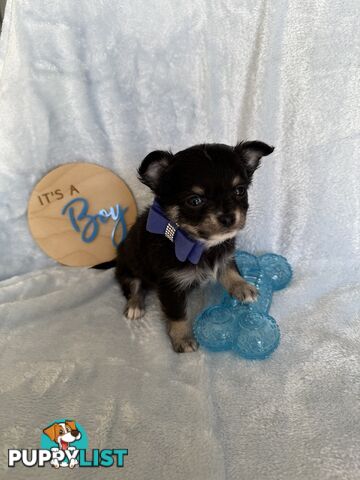 Purebred Chihuahua Pups