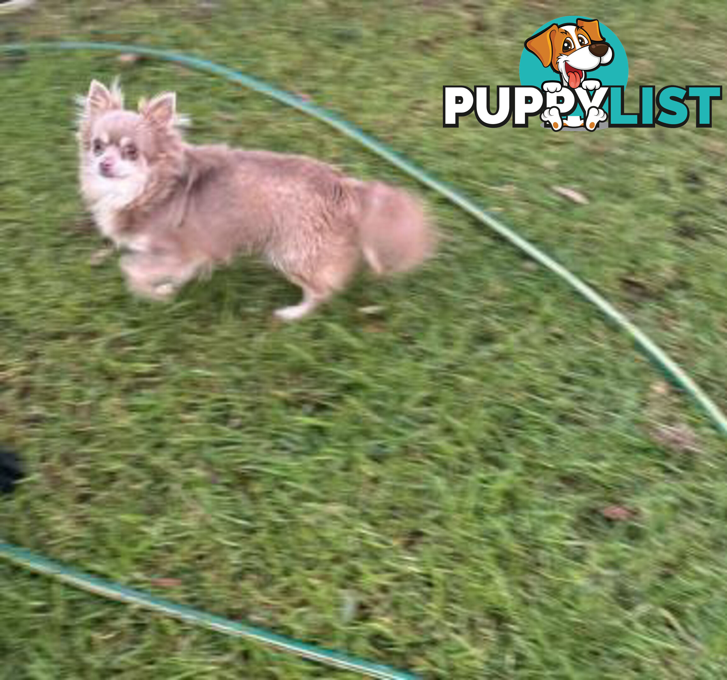 Purebred Chihuahua Pups