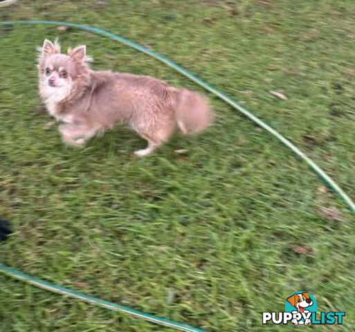 Purebred Chihuahua Pups