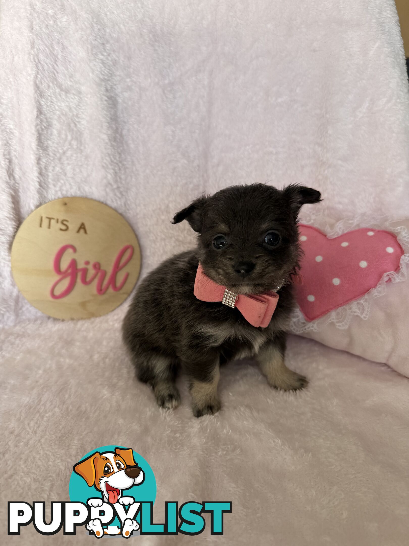 Purebred Chihuahua Pups