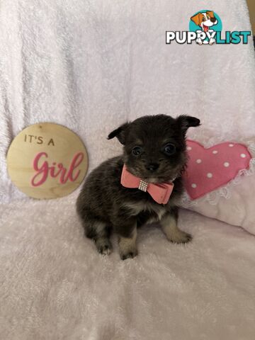 Purebred Chihuahua Pups
