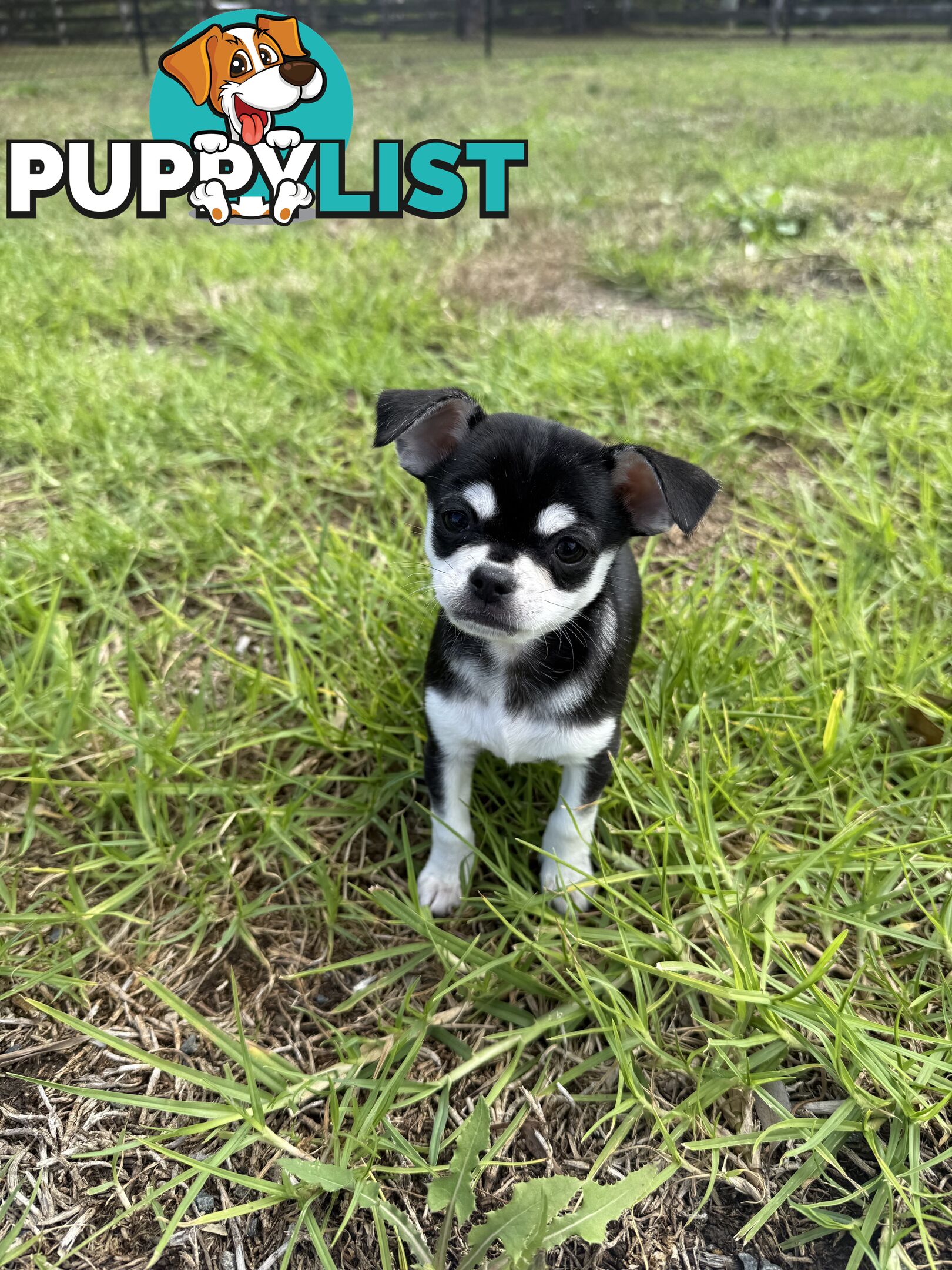 Pedigree Chihuahua Pups