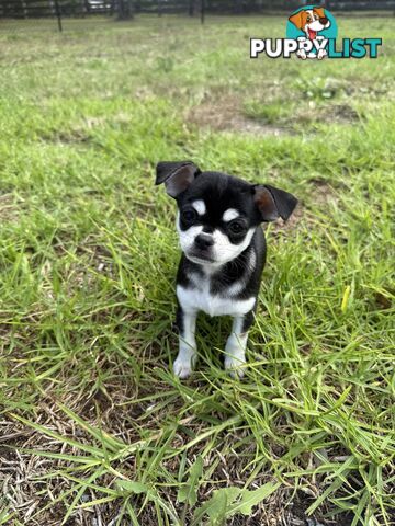 Pedigree Chihuahua Pups