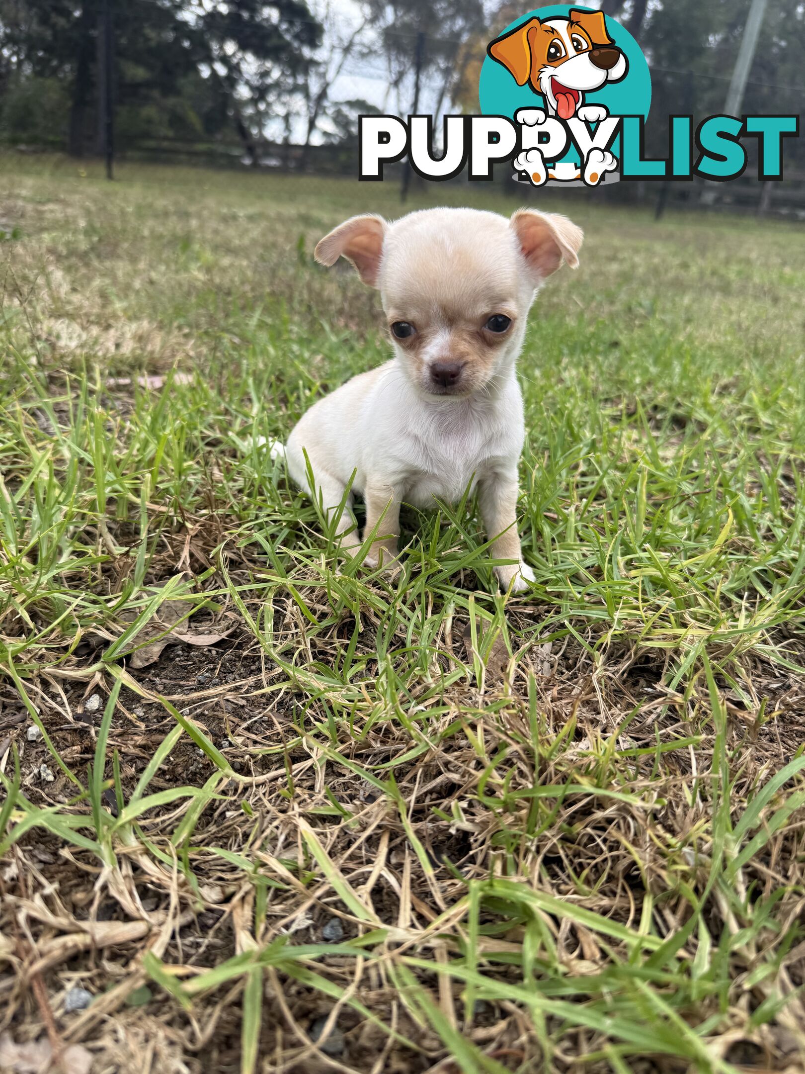 Pedigree Chihuahua Pups